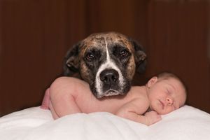 Dog Obsessed With My Newborn Baby